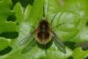 86254 – Photo : Michel Ehrhardt – France (68)