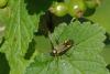 86776 – Photo : Michel Ehrhardt – France (68)