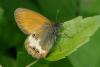 86477 – Photo : Michel Ehrhardt – France (68)