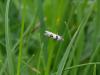 86513 – Photo : Remy GENTNER – France (67)