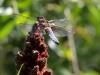 86359 – Photo : Vincent VALLI – France (10)