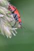 86618 – Photo : Gilles SALAMA – France (81)