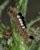 86708 – Photo : Pelouard – France (05)