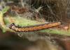 86039 – Photo : Pelouard – France (72)
