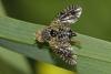 86531 – Photo : Marc Solari – France (68)
