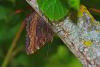 86904 – Photo : Bernard DELEFOSSE – France (84)