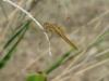 86881 – Photo : Michel Mathieu – France (13)