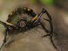 86762 – Photo : Calmont B. – Laos
