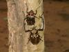 86764 – Photo : Calmont B. – Laos
