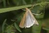 86717 – Photo : Marc Solari – France (68)