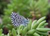 86474 – Photo : Daniel Morel – France (66)