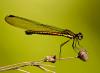 86179 – Photo : Leif Gabrielsen – Philippines