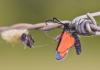86550 – Photo : Gilles SALAMA – France (81)