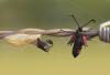 86547 – Photo : Gilles SALAMA – France (81)