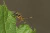 86666 – Photo : Michel Renou – France (91)