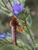 86715 – Photo : Matthieu Gauvain – France (84)