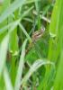 86734 – Photo : Viviane Godenne – Belgique