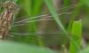 86771 – Photo : Viviane Godenne – Belgique