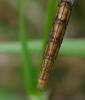 86735 – Photo : Viviane Godenne – Belgique