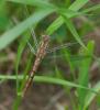 86733 – Photo : Viviane Godenne – Belgique