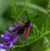 86952 – Photo : Pelouard – France (06)