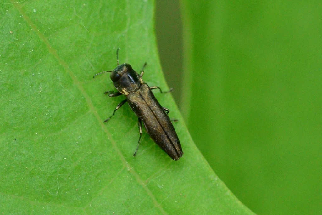 Fabricius - Agrilus (Quercuagrilus) hastulifer - réf. 86670 (1024 x 683 pixels, 156 ko)