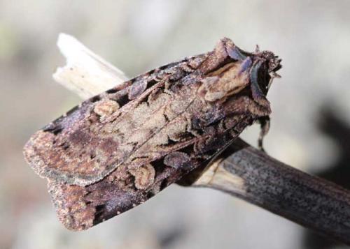 Réf. 87 514 : Opigena polygona