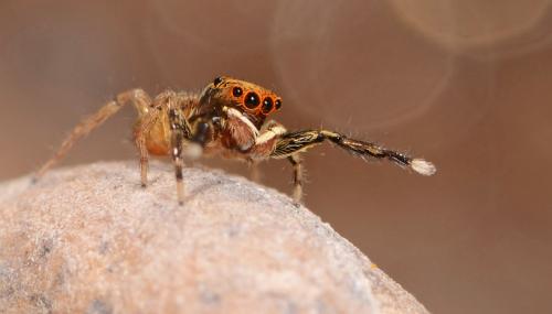 Réf. 87 817 : Euophrys frontalis