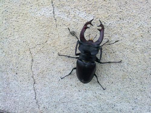 Lucanus cervus
