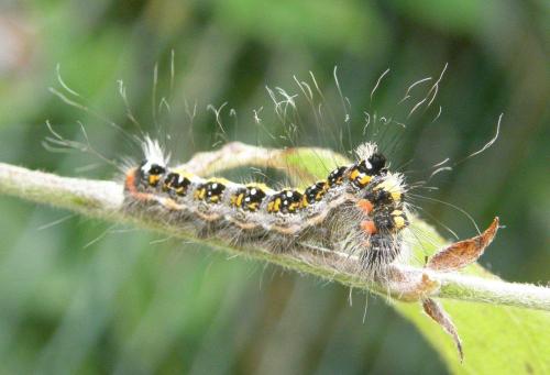 Réf. 87 673 : Acronicta tridens