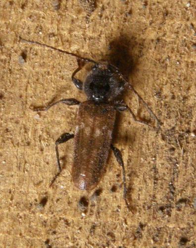 Réf. 87 674 : Hylotrupes bajulus