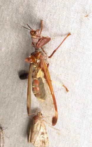 Pseudoclimaciella sp.