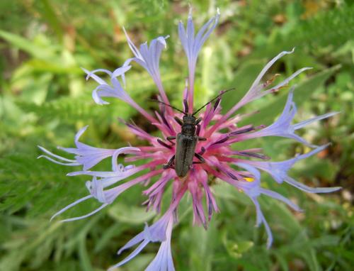 Réf. 87 313 : Cortodera holosericea