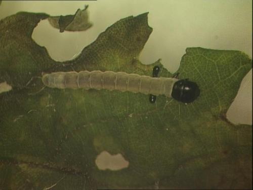 Diurnea lipsiella