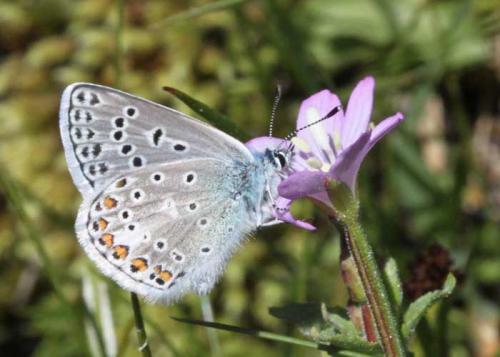Polyommatus eros