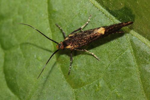 Esperia sulphurella