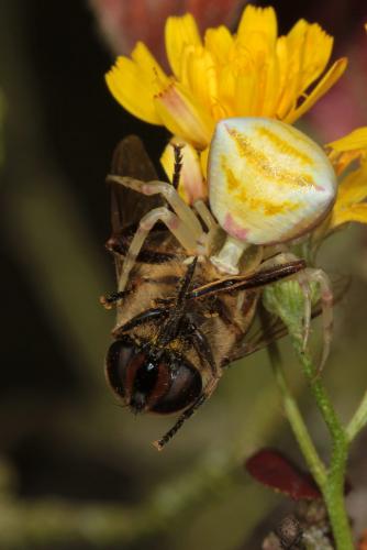 Réf. 87 587 : Thomisus onustus