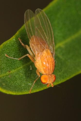 Réf. 87 585 : Sapromyzosoma sp.
