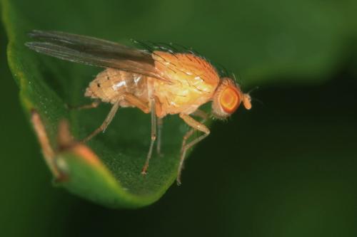 Réf. 87 586 : Sapromyzosoma sp.