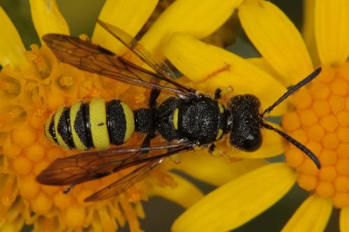 Cerceris sabulosa