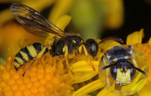 Cerceris sabulosa