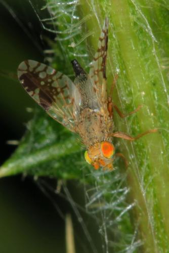 Réf. 87 358 : Tephritis neesii