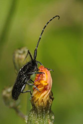 Agapanthia cardui