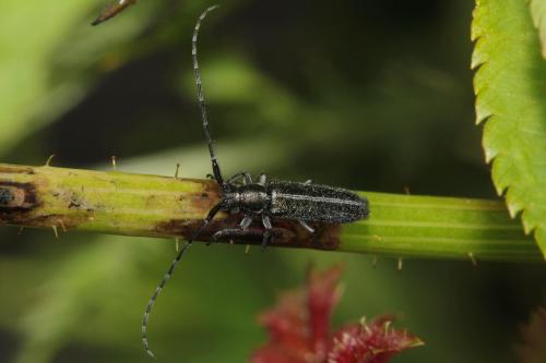 Agapanthia cardui