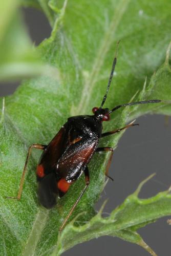Réf. 87 578 : Deraeocoris ruber