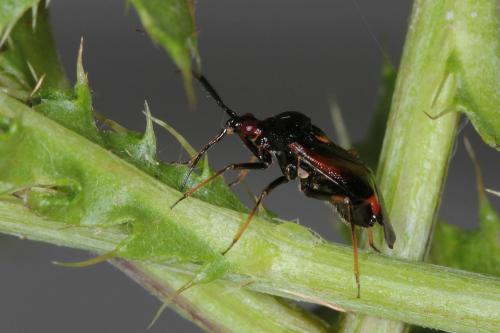 Réf. 87 579 : Deraeocoris ruber