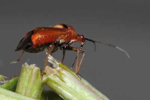 Réf. 87 580 : Deraeocoris ruber