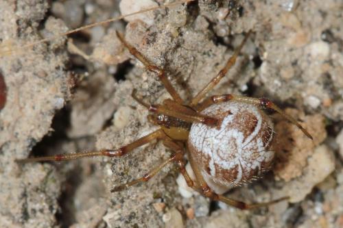 Réf. 87 816 : Phylloneta sp.