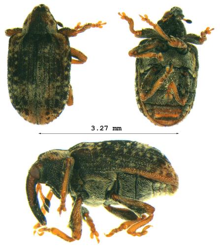 Stereonychus fraxini