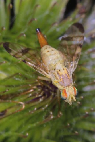 Réf. 87 877 : Terellia tussilaginis